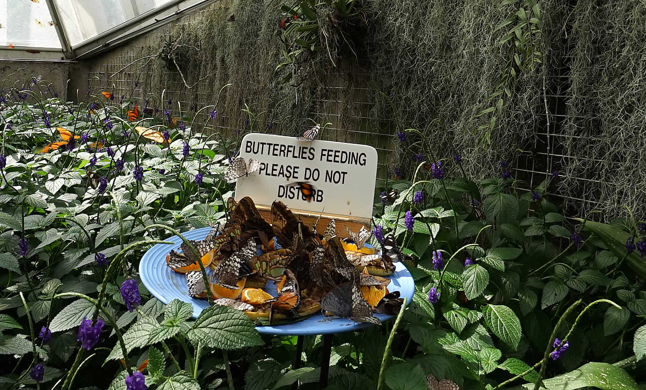 buterfly-exhibit-feeding-1325x800-250k